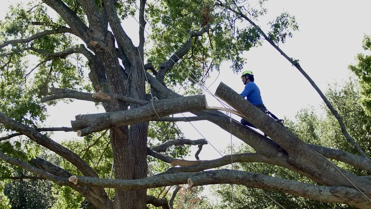Professional Crown Thinning performed by certified arborists in Qulin