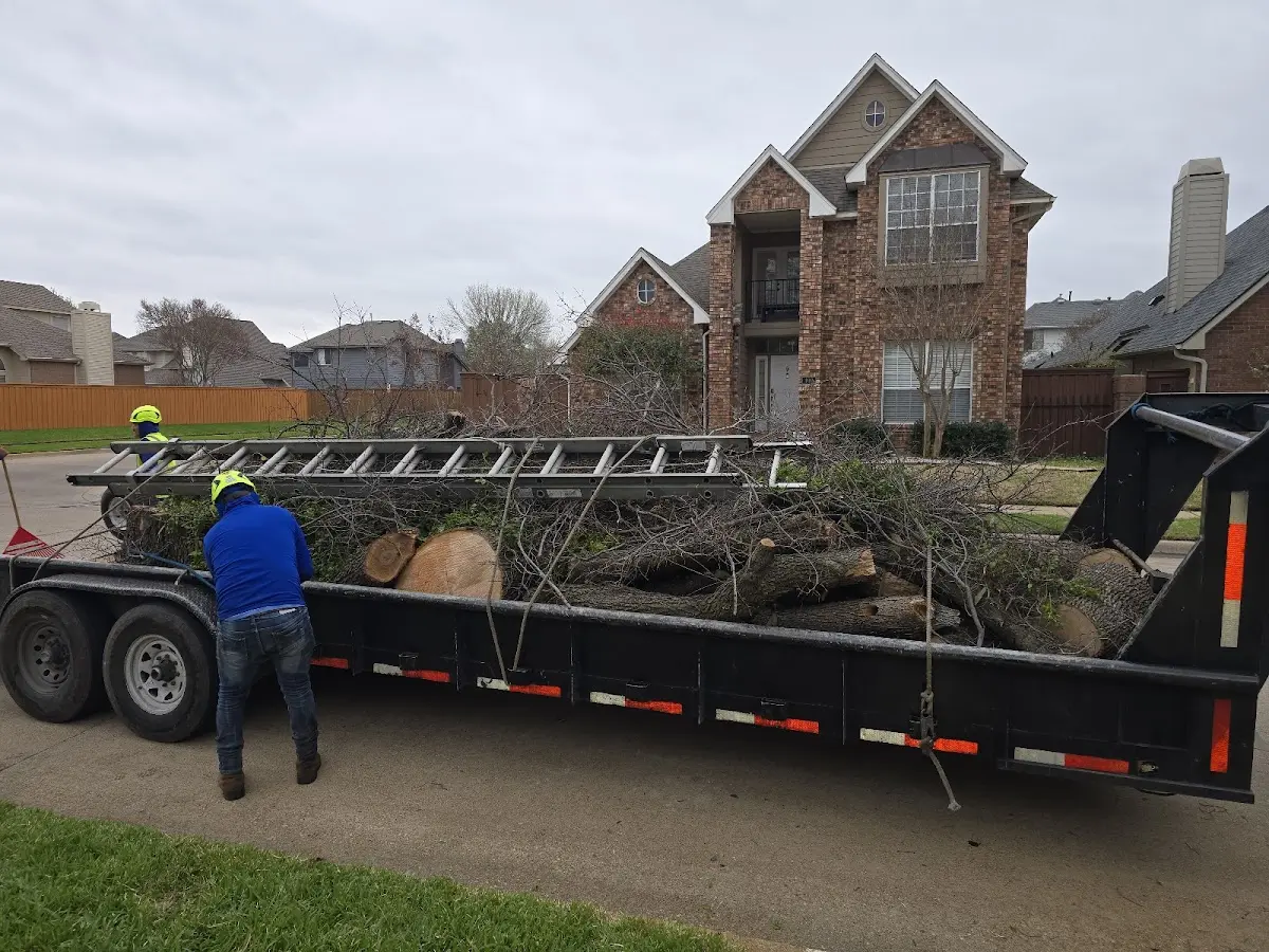Expert Tree Removal with proper safety equipment in Qulin